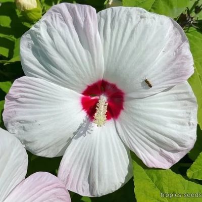 Hibiscus moscheutos - Гибискус мускусный