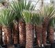 Yucca filifera - Юкка нитеносная