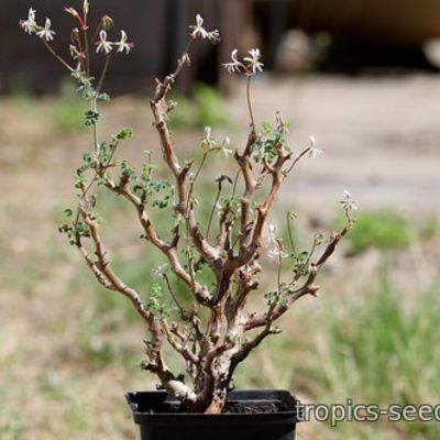 Pelargonium alternans - Пеларгония Альтернанс