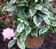 Camellia japonica - Камелия японская (вариегатная)