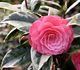 Camellia japonica - Камелия японская (вариегатная)