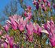 Magnolia liliiflora - Магнолия лилиецветная