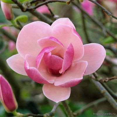 Magnolia soulangeana RUSTICA RUBRA - Магнолия Суланжа