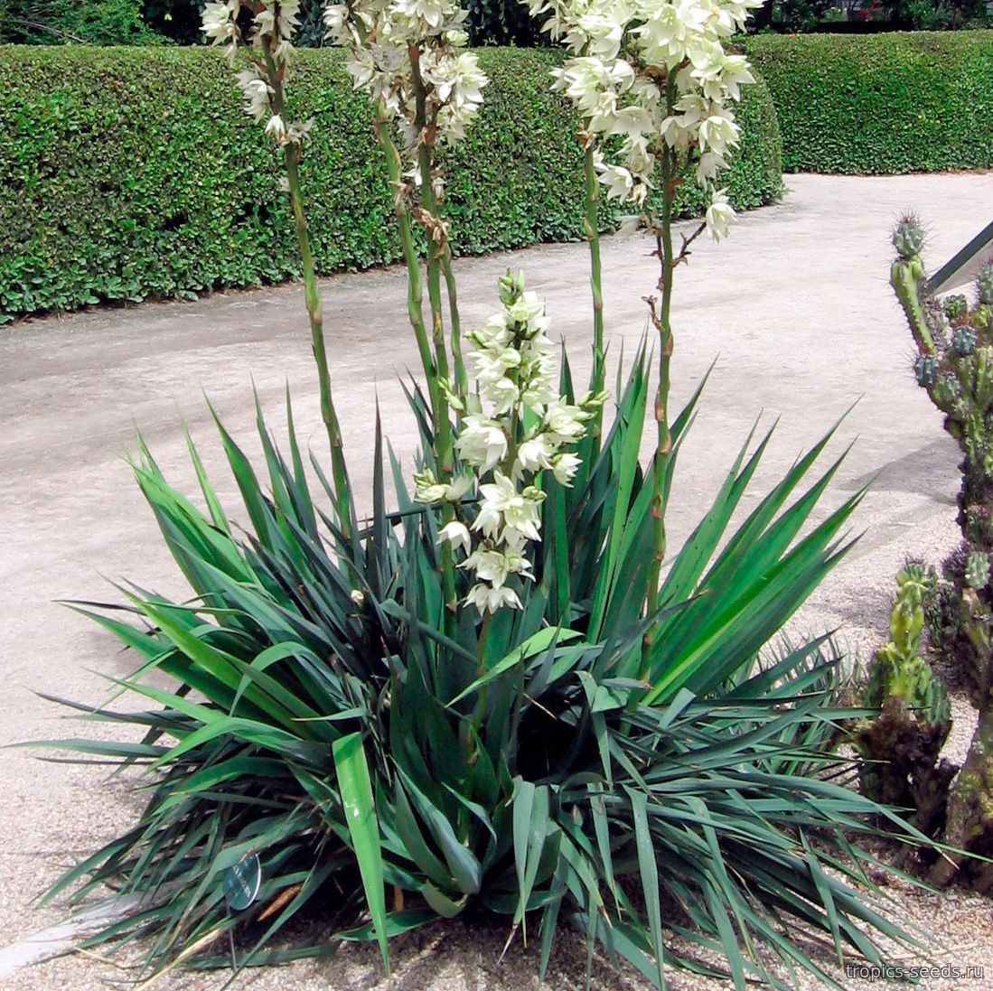 Yucca flaccida, Юкка повислая - купить семена