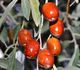 Elaeagnus angustifolia - Лох узколистный