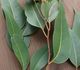 Eucalyptus robusta - Эвкалипт Робуста