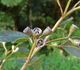 Eucalyptus robusta - Эвкалипт Робуста