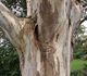 Eucalyptus tereticornis - Эвкалипт красный лесной