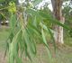 Eucalyptus tereticornis - Эвкалипт красный лесной