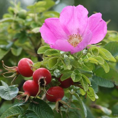 Rosa rugosa - Шиповник морщинистый