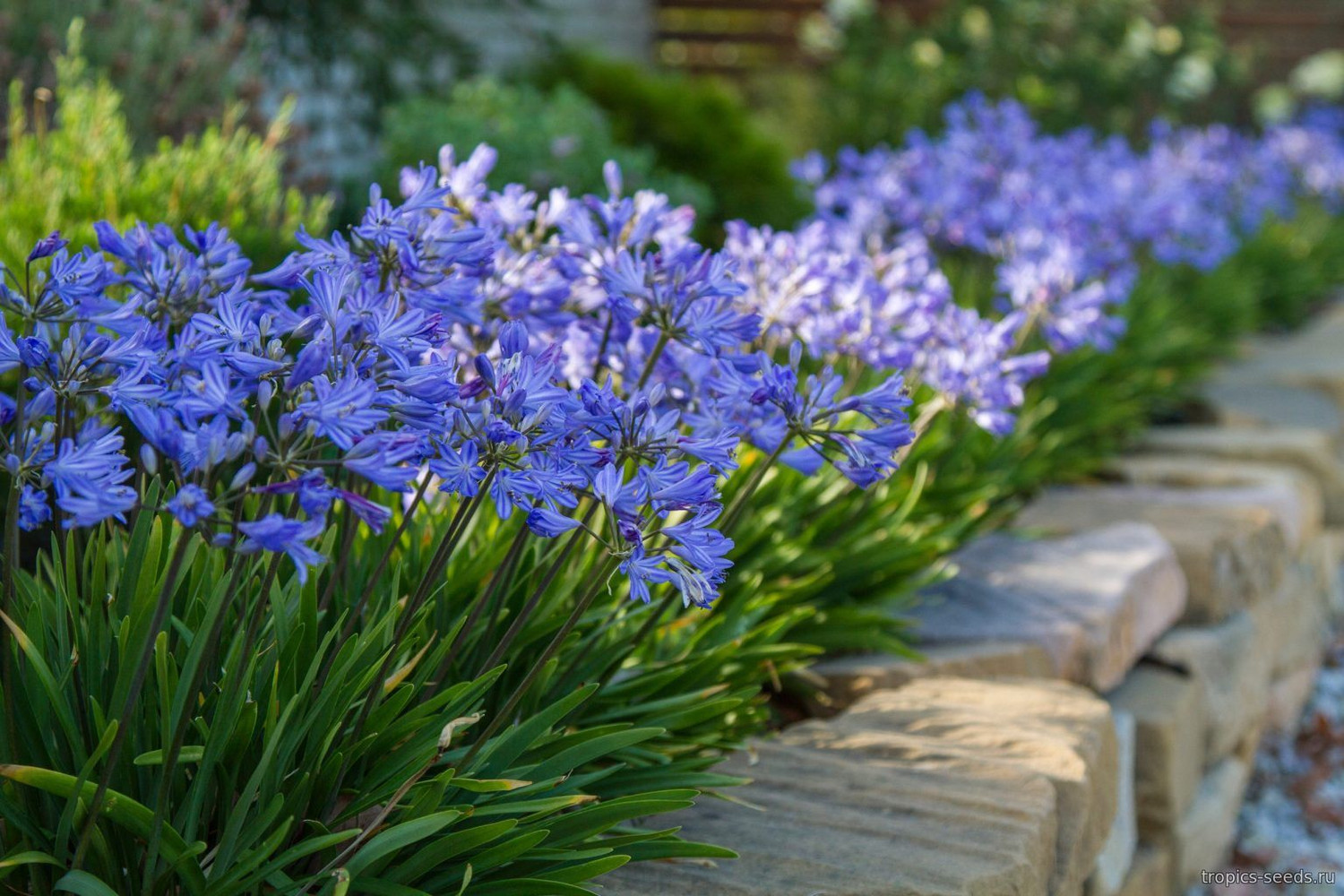 Agapanthus praecox DWARF BLUE - Агапантус карликовый - купить семена на  Tropics Seeds.