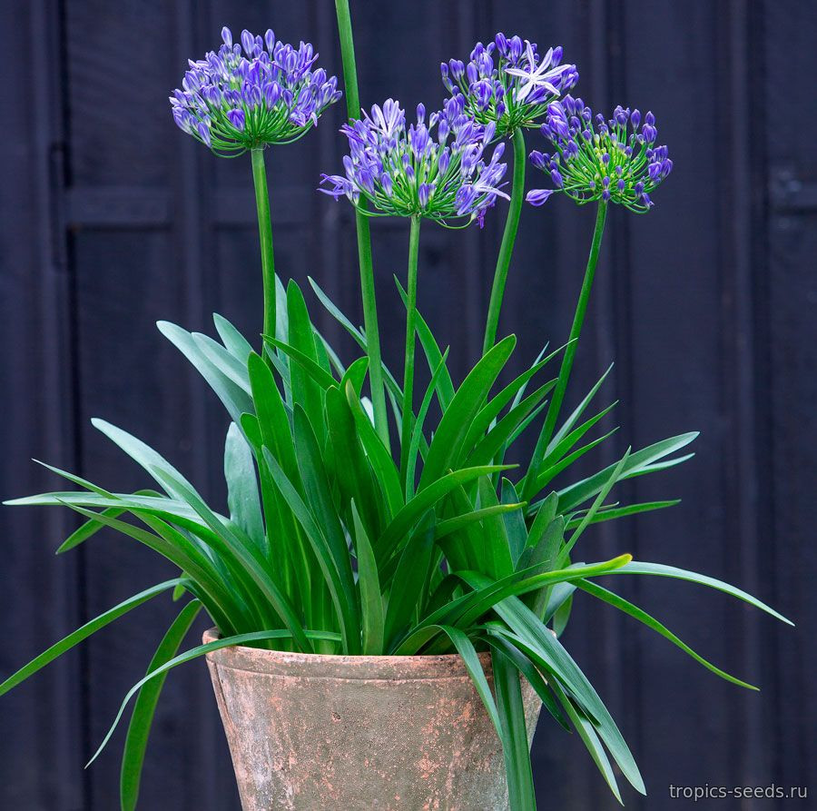 Agapanthus praecox DWARF BLUE - Агапантус карликовый - купить семена на  Tropics Seeds.