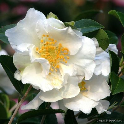 Camellia sasanqua, Камелия эвгенольная (белая)