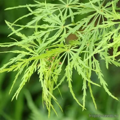 Acer palmatum dissectum - Клен веерный Диссектум
