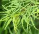 Acer palmatum dissectum - Клен веерный Диссектум