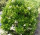 Ligustrum japonicum - Бирючина японская
