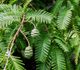 Metasequoia glyptostroboides - Метасеквойя китайская