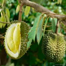 Дуриан цибетиновый (Durio zibethinus), семена 1 шт.