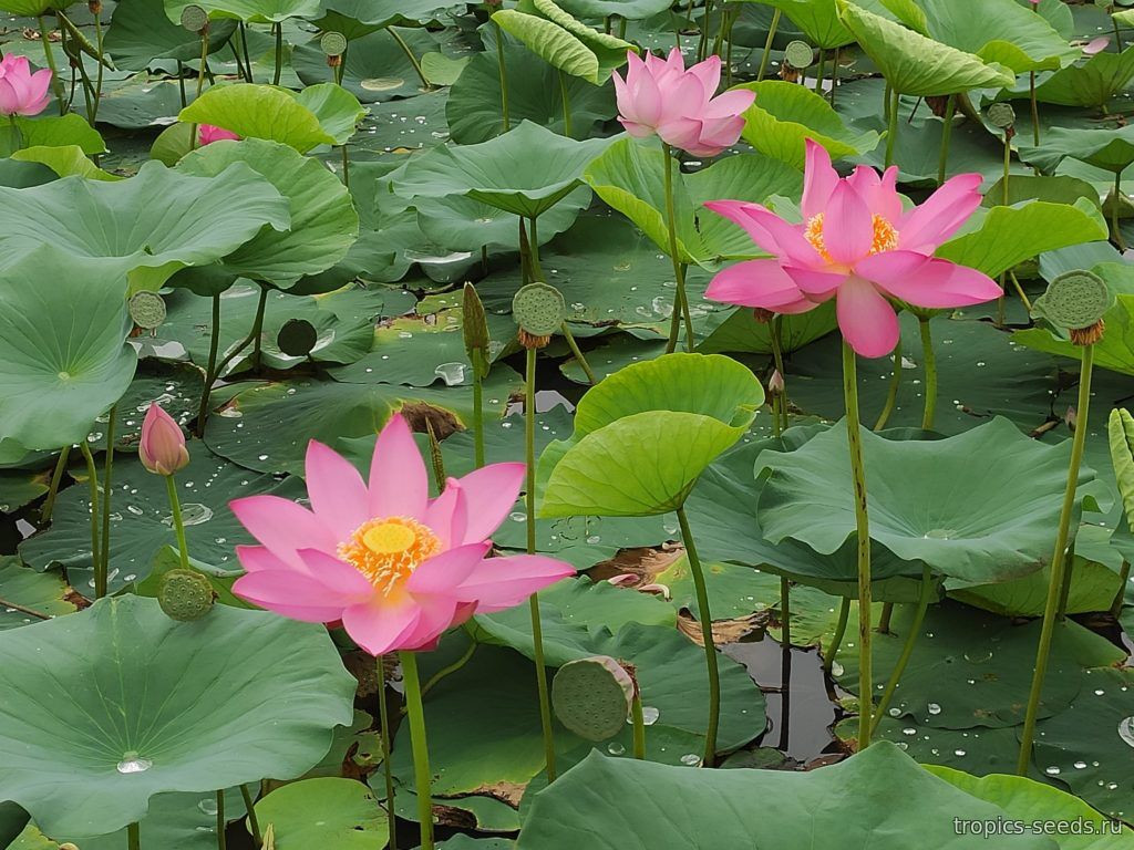 Nelumbo komarovii - Лотос Комарова - купить семена на Tropics Seeds.