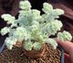 Pelargonium appendiculatum - Пеларгония добавочная