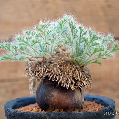 Pelargonium caroli-henrici - Пеларгония