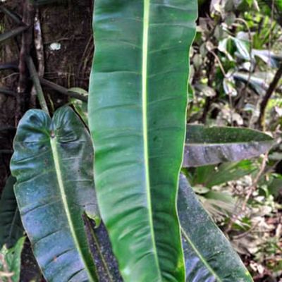 Philodendron annulatum - Филодендрон