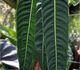 Philodendron annulatum - Филодендрон