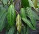 Philodendron bakeri - Филодендрон