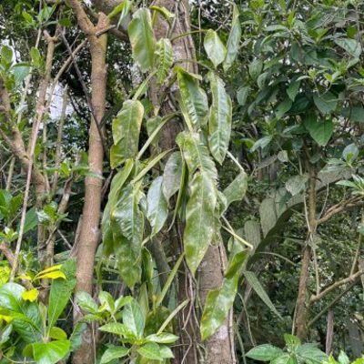 Philodendron ensifolium subsp. campanense - Филодендрон